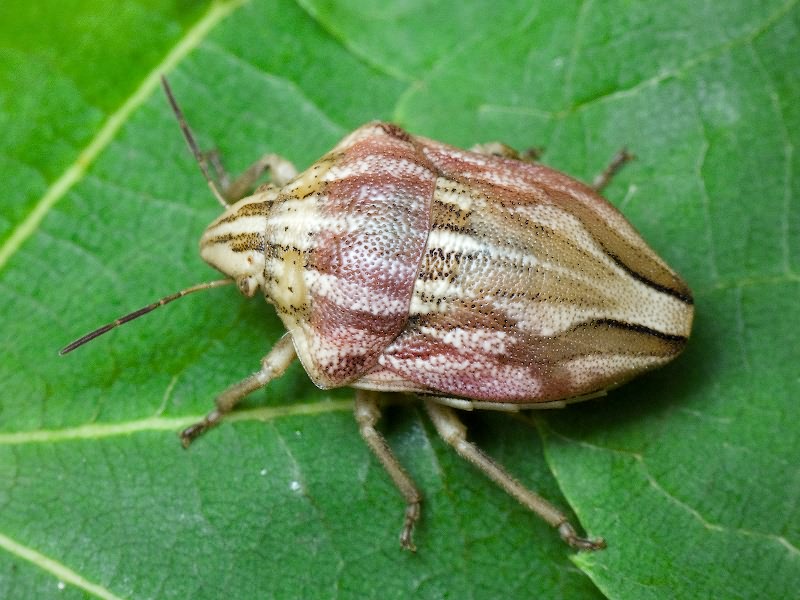 Odontotarsus purpureolineatus (Rossi, 1790)